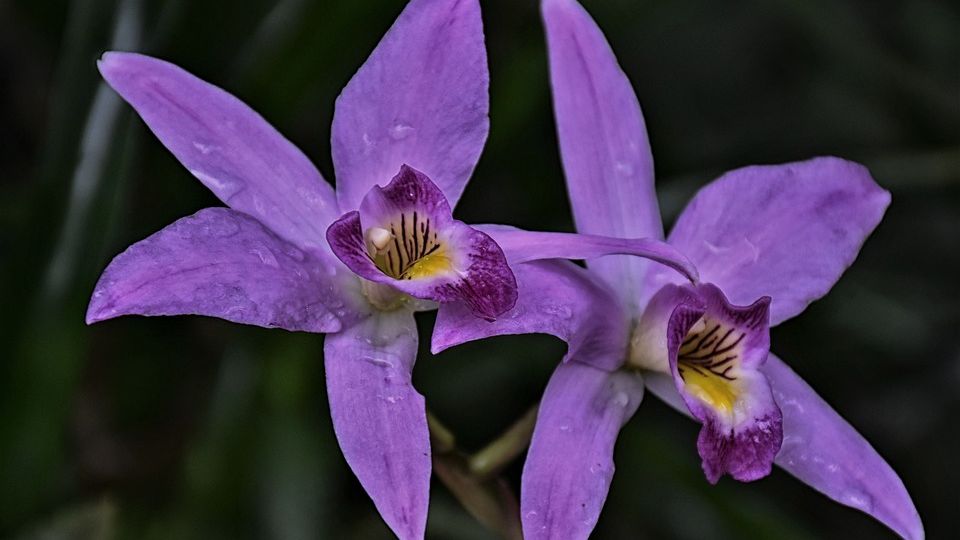 Pěstitelům v zemi orchidejí vadnou miliony květin před očima